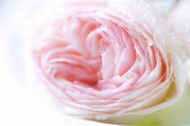 Su damlalı yumuşak pembe çiçek