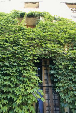 Sarmaşık bitkileri eski evlerin duvarlarında, çiçeklerde ve yapraklarda yetişiyor.