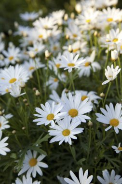 Çayırdaki beyaz papatya çiçekleri.