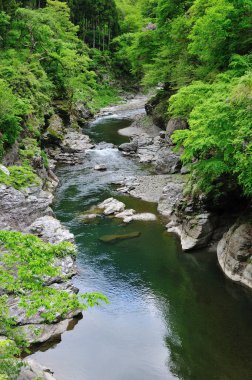 Ormanda güzel bir şelale