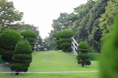 Gündüz vakti yeşil ağaçları ve çalıları olan güzel Japon bahçeleri.