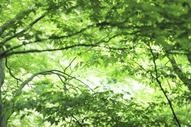 Ormanda güzel yeşil yapraklar                                            