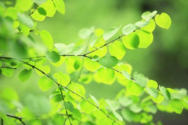 Ormanda yeşil yapraklar