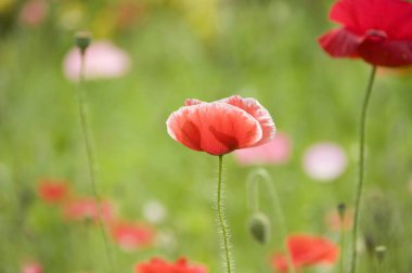 Bahçede kırmızı gelincik çiçeği