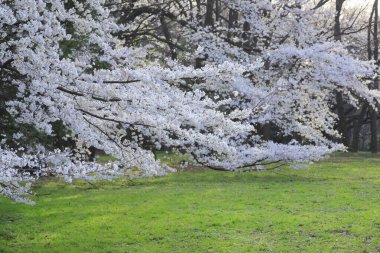 İlkbaharda açan güzel kiraz ağacı