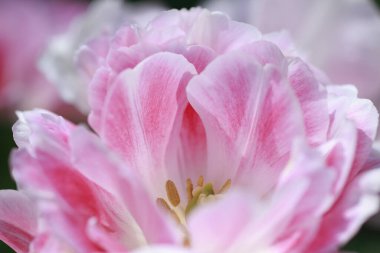 Güzel pembe lale çiçeğini kapat.