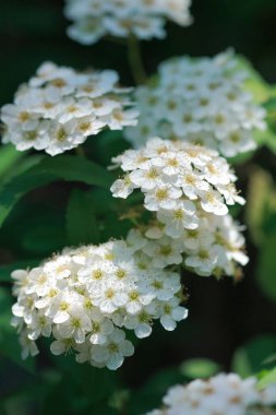 Bahçedeki çalıların beyaz çiçekleri