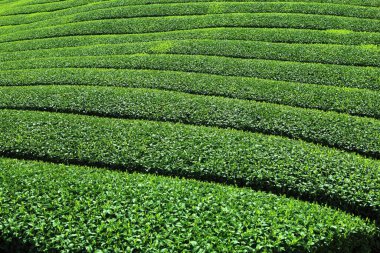 Dağlardaki çay tarlası.