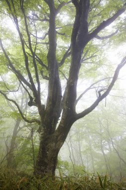 Ağaçlar ve ormanlarla dolu güzel bir manzara.