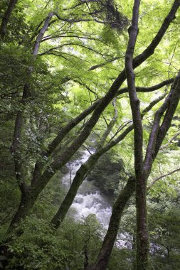 Güzel, hızlı bir dere. Doğa arkaplanı
