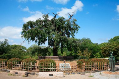 Büyük antik ağaç mavi gökyüzünün altında, ahşap çitin arkasında duruyor.