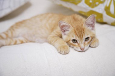 Sevimli kırmızı kedi kanepede yatıyor.