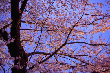 Japonya 'da gece Sakura çiçeği açar.