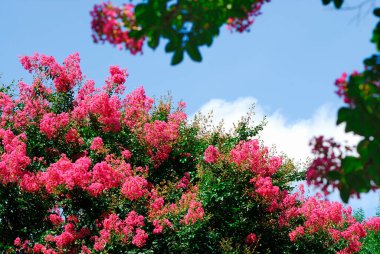 Bahçedeki pembe çiçekler