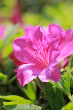 Bahçedeki güzel pembe çiçek