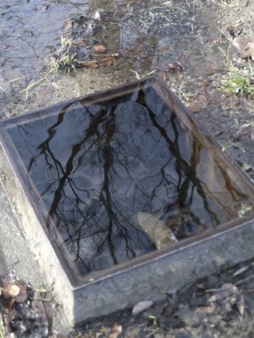 Tepemizde çıplak ağaç dallarını yansıtan, yağmur suyuyla dolu kare bir metal çerçeve veya leğen.