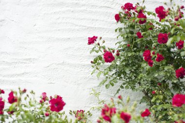 Bahçedeki güzel güller