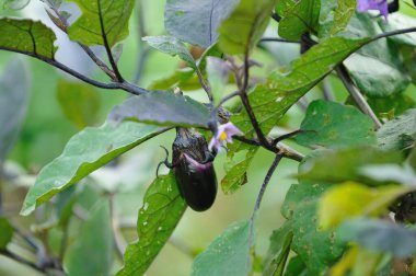 Eggplant growing among green leaves and flowers