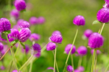 Bahçedeki güzel çiçekler