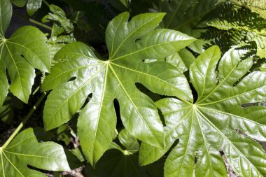 Bahçedeki taze yeşil yaprakları kapatın.                 