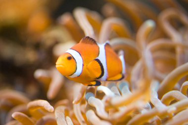 Akvaryumdaki mercanlı palyaço balığı, yakın plan. 