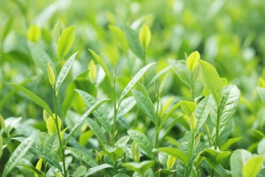 fidanlıkta yetişen yeşil yapraklar