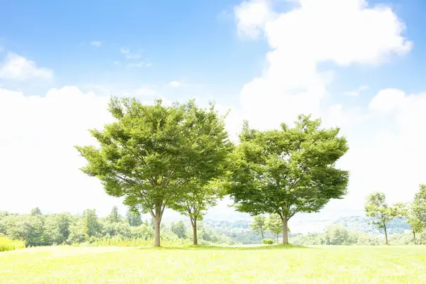 Зеленые Деревья Парке Природа — стоковое фото