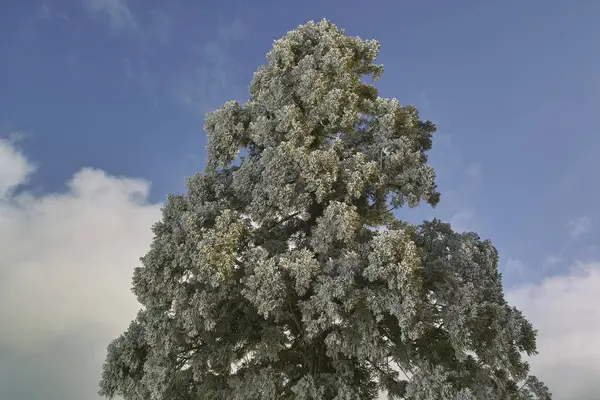 A tree with snow on it and blue sky background