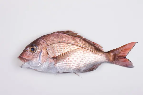 Peixes Crus Isolados Sobre Fundo Branco — Fotografia de Stock