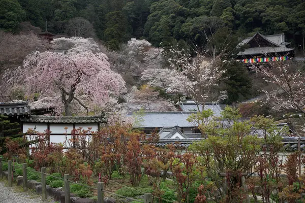 Cherry Blossoms Kyoto Japan — Stock Photo, Image