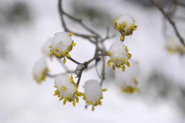 Vackert Träd Med Blomknoppar Täckta Med Snö — Stockfoto