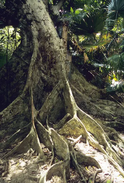 Закрыть Вид Большой Корень Дерева Окинаве — стоковое фото