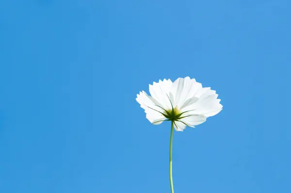青い背景の白い花 — ストック写真