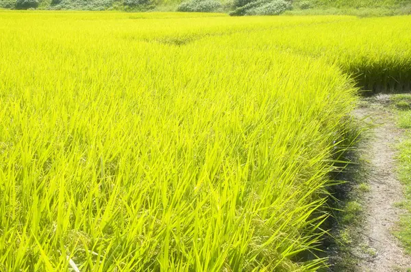 Blukar Bush Untended Rice Field Stock Photo 1888882066