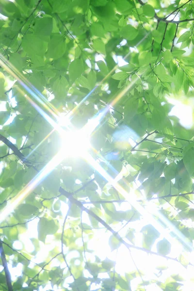 日光で緑の葉を持つ木の枝のクローズアップ — ストック写真