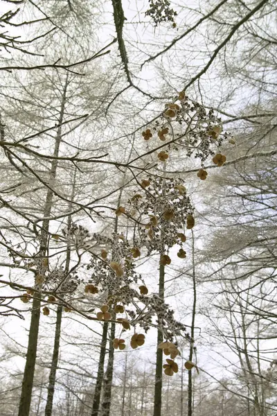 Krásná Podzimní Krajina Stromy Listy — Stock fotografie