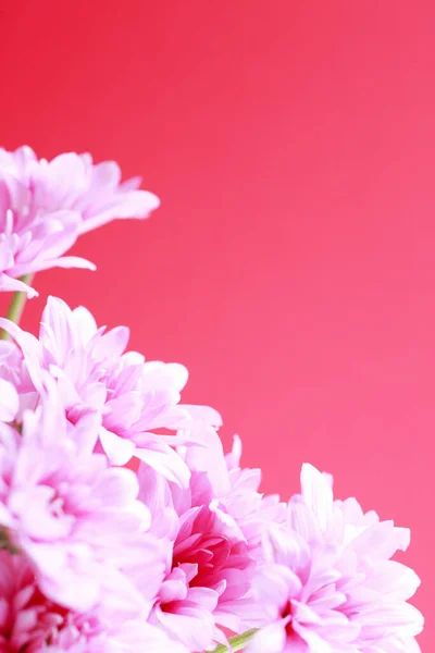 Hermosas Flores Crisantemo Rosa Cerca — Foto de Stock