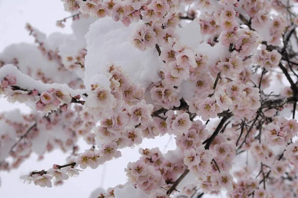 white flowers of a tree in the snow