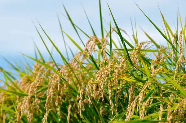 Αυτιά Των Φυτών Ρυζιού Στο Χωράφι Κοντινή Προβολή — Φωτογραφία Αρχείου