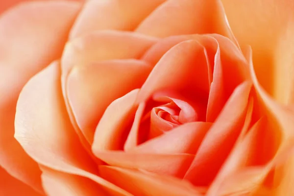 Güzel Gül Çiçeğini Kapat — Stok fotoğraf