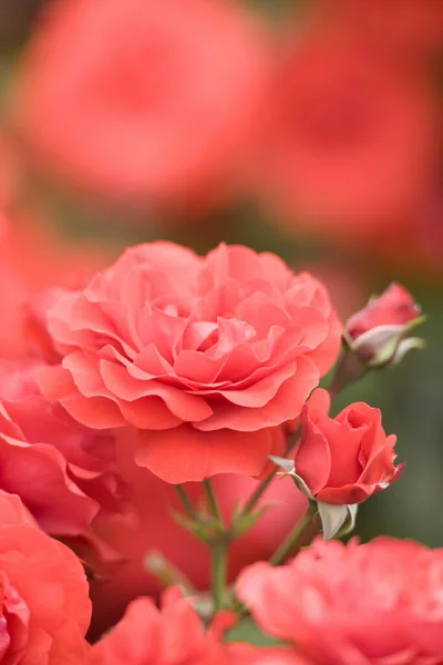 Bahçedeki Güzel Kırmızı Güllerin Yakın Görüntüsü — Stok fotoğraf