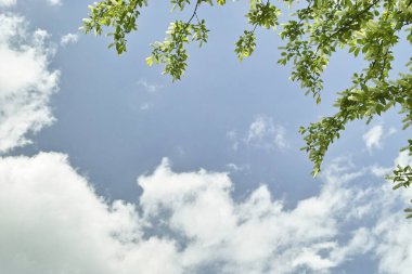 Ağaçtaki yeşil yapraklar.