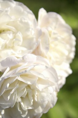 Bahçedeki güzel beyaz gül çiçeklerini kapat, makro manzara 