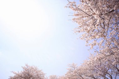 Ormanın güzel manzarası