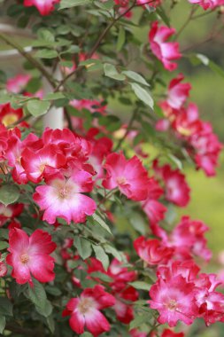 Bahçedeki güzel pembe güller