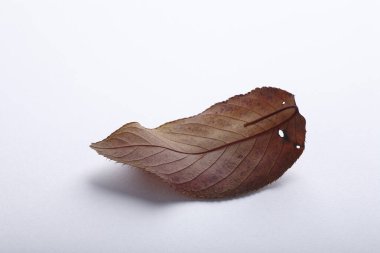 Beyaz arkaplanda sonbahar yaprağı