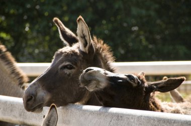 Kırsal kesimdeki sevimli kahverengi eşekler