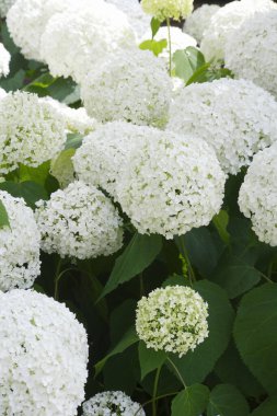 Bahçedeki ortanca çiçekleri