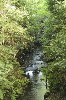 Çin 'de güneşli bir günde güzel yeşil park manzarası 