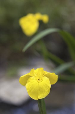 Bulanık arkaplanda sarı zambak çiçeğini kapat 